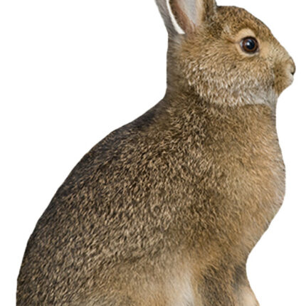 MONTANA DECOY MISS HOPTOBER